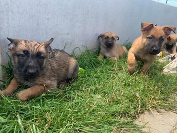 Twaalf puppies gevonden in illegale fokkerij in Ganshoren