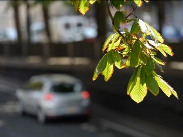 Jette gaat zieke kastanjebomen kappen in stationsbuurt