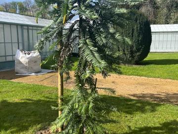 Eeuwenoude 'dinosaurusboom' voor het eerst buitengezet aan Koninklijke Serres