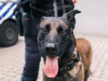 Bob werd verwaarloosd aangetroffen, maar werkt nu als drugshond bij de Brusselse politie