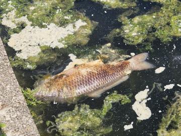Honderdtal dode karpers in Anderlechts Vijverpark: 'Stank is niet te harden'