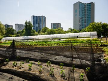 Stad Brussel wil tien hectare bijkomende landbouwgrond