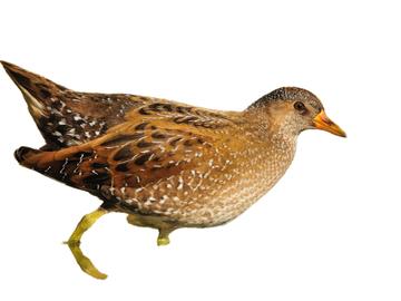 Porseleinhoen: Zeldzame moerasvogels voor het eerst gespot in Jette