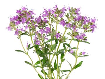 De openbare ruimte vergroenen? Verwijder eens een stoeptegel en zaai een plant