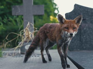 Thomas Jean filmt het Brusselse ecosysteem: 'Everzwijnen en wasberen zijn op komst'