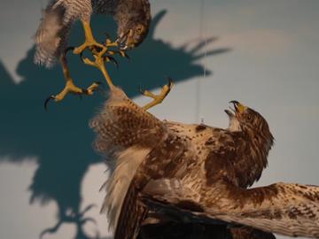 Flight, een expo over de vliegkunst: 'Vogels en vliegtuigen samenbrengen is uniek'