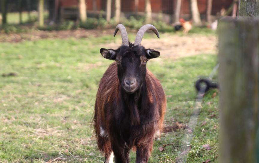 Boerderij Nos Pilifs Verliest Twee Geiten Door Voederende Bezoekers | BRUZZ