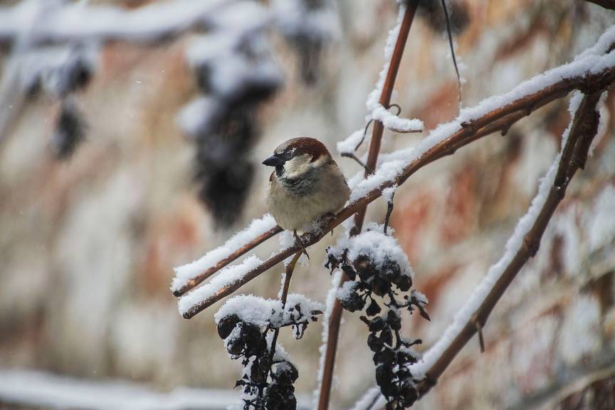 Sneeuw in Jette op zondag 7 februari 2021: vogels kijken
