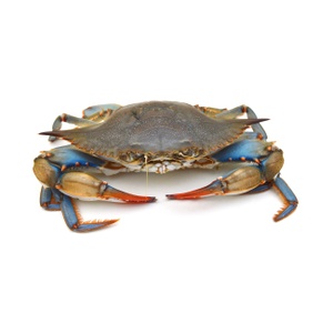 Blue crab