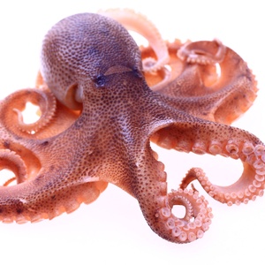 20230301 1834 Tracher Octopus