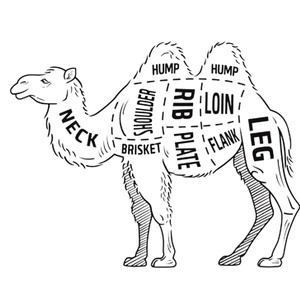 1872 Trachet Camelids