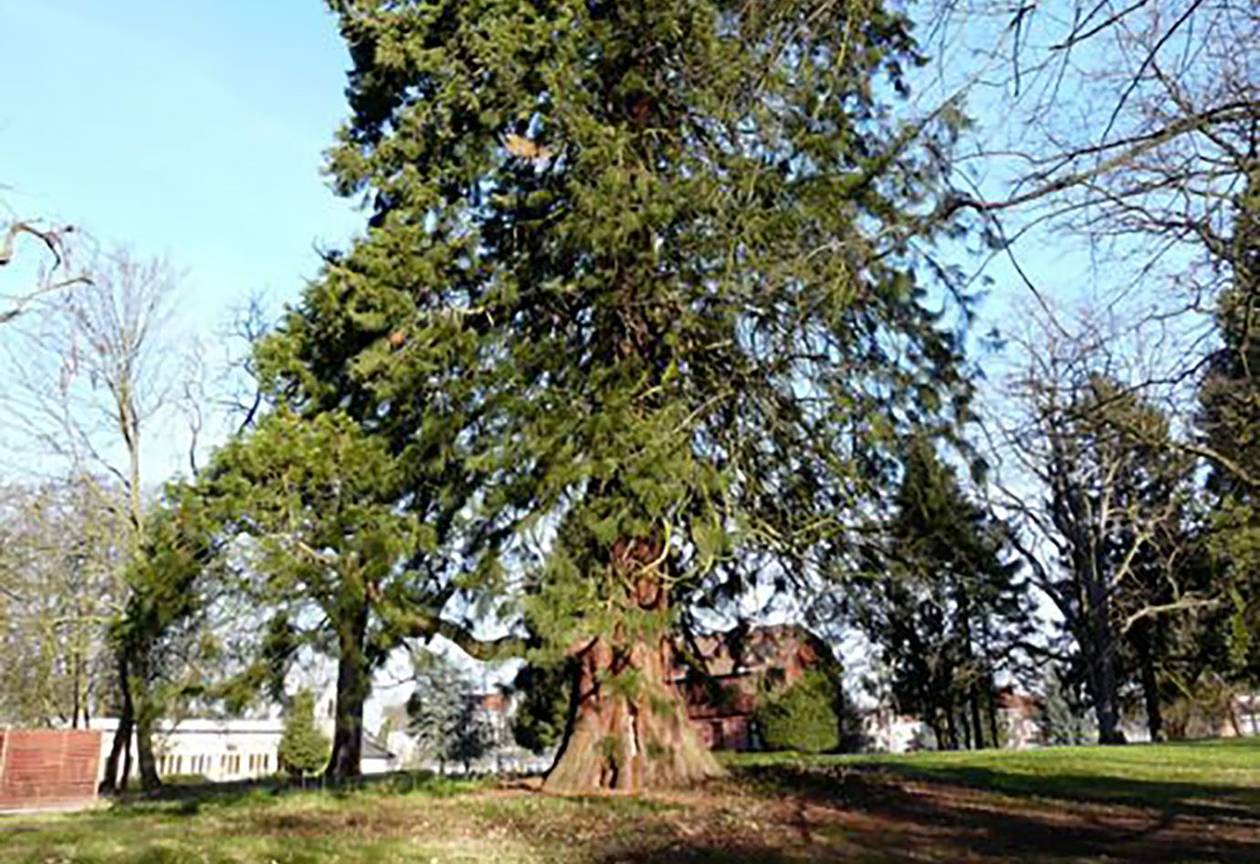 Sequoiadendron Giganteum