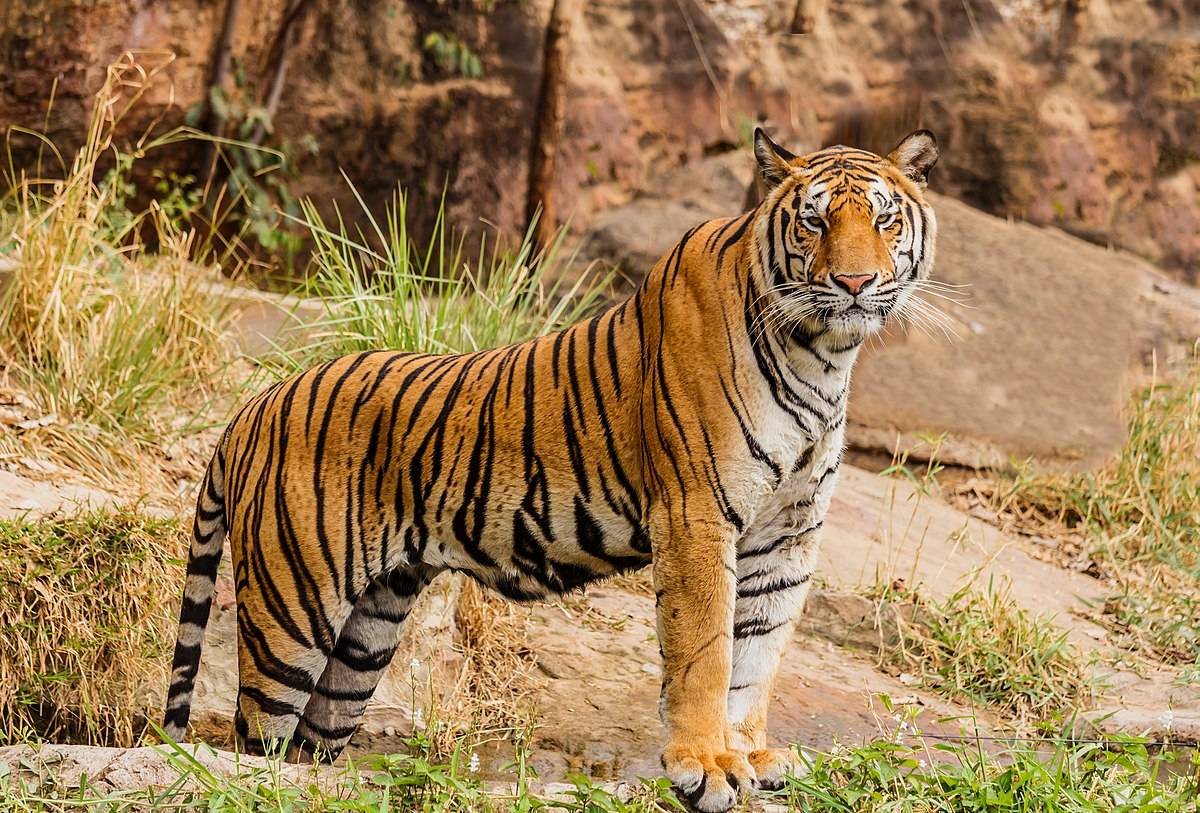 indische bengaalse tijger
