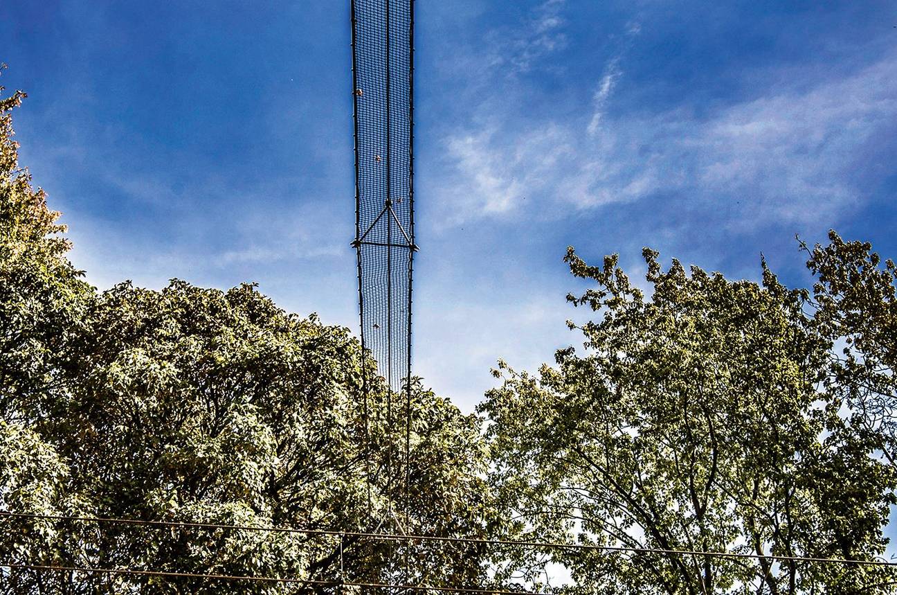 Een net als oversteekplaats voor eekhoorns boven de Tentoonstellingslaan