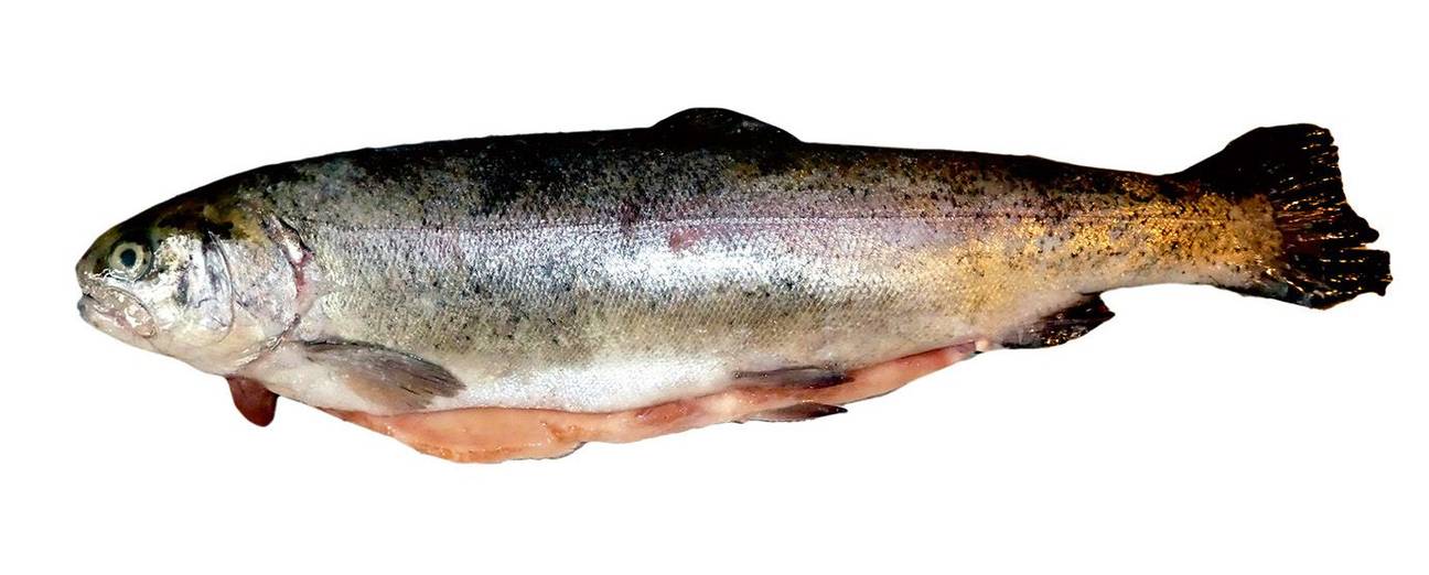 Forel