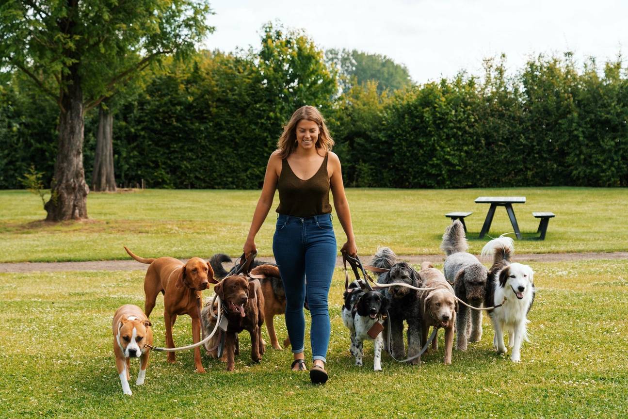 Hondenwandelingen doe ik met plezier, met tien tot vijftien honden tegelijk, aldus hondenpensionhoudster Jade Van Mol.