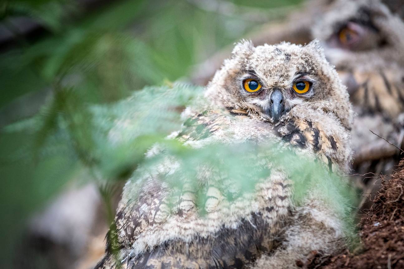 Foto van een oehoe in een bos