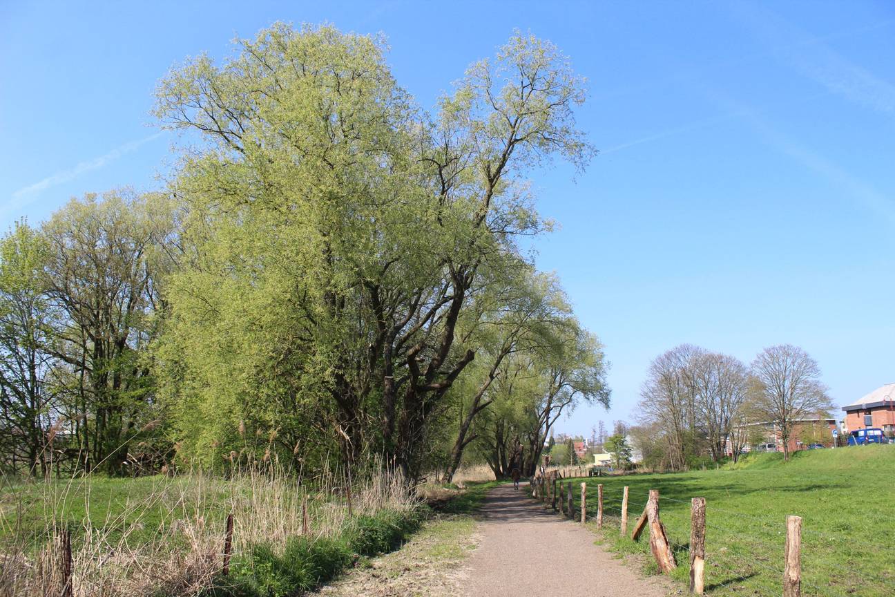 Een wandelpad door het Kattebroek, met weiden en bomen