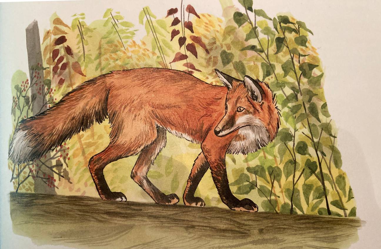 Illustratie van een vos door Pieter Fannes voor het boek Soortenschat