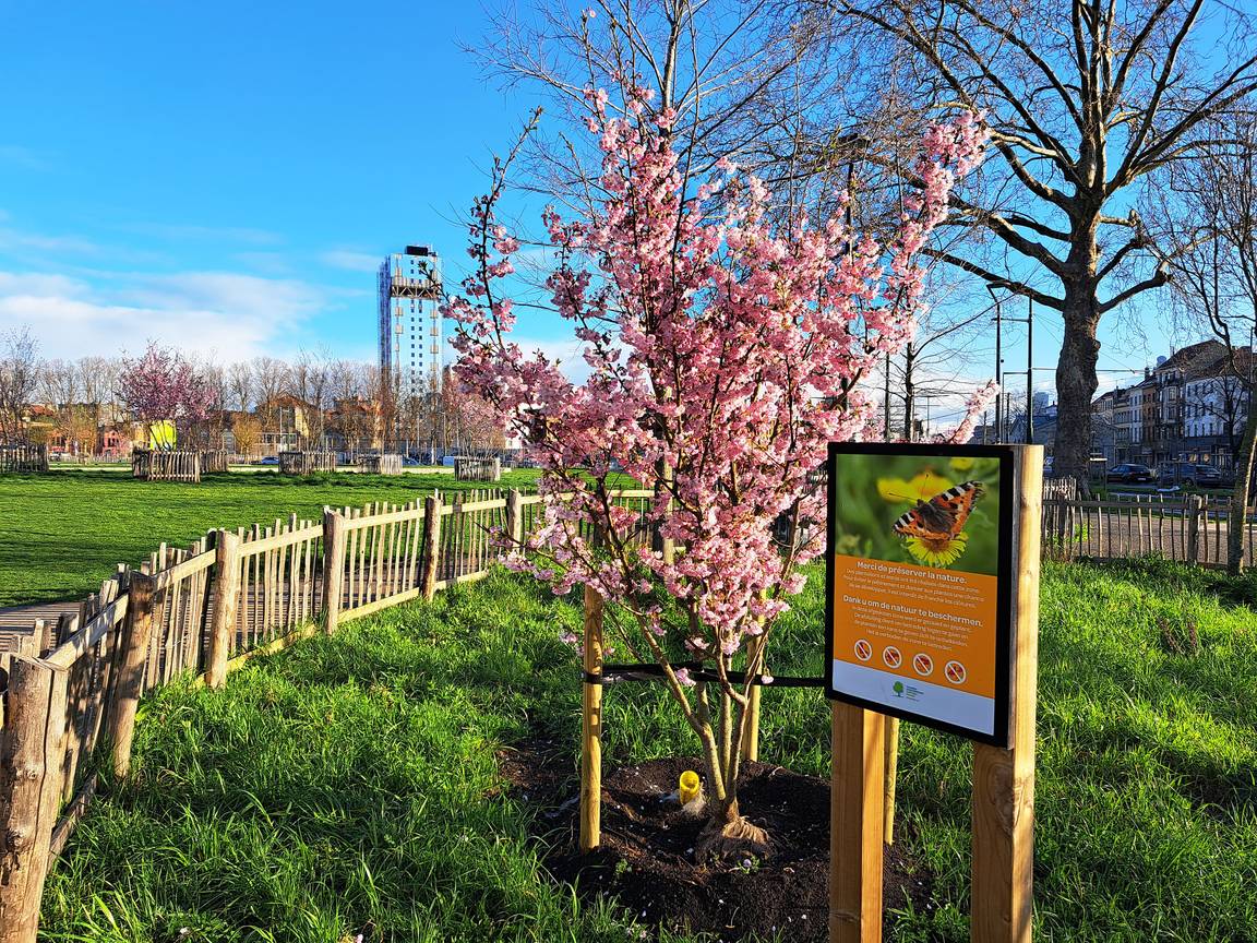 27 maart 2023: voor het eerst bloeien er Japanse kerselaars in het park aan de Ninoofsepoort, met op de achtergrond de Brunfauttoren in renovatie