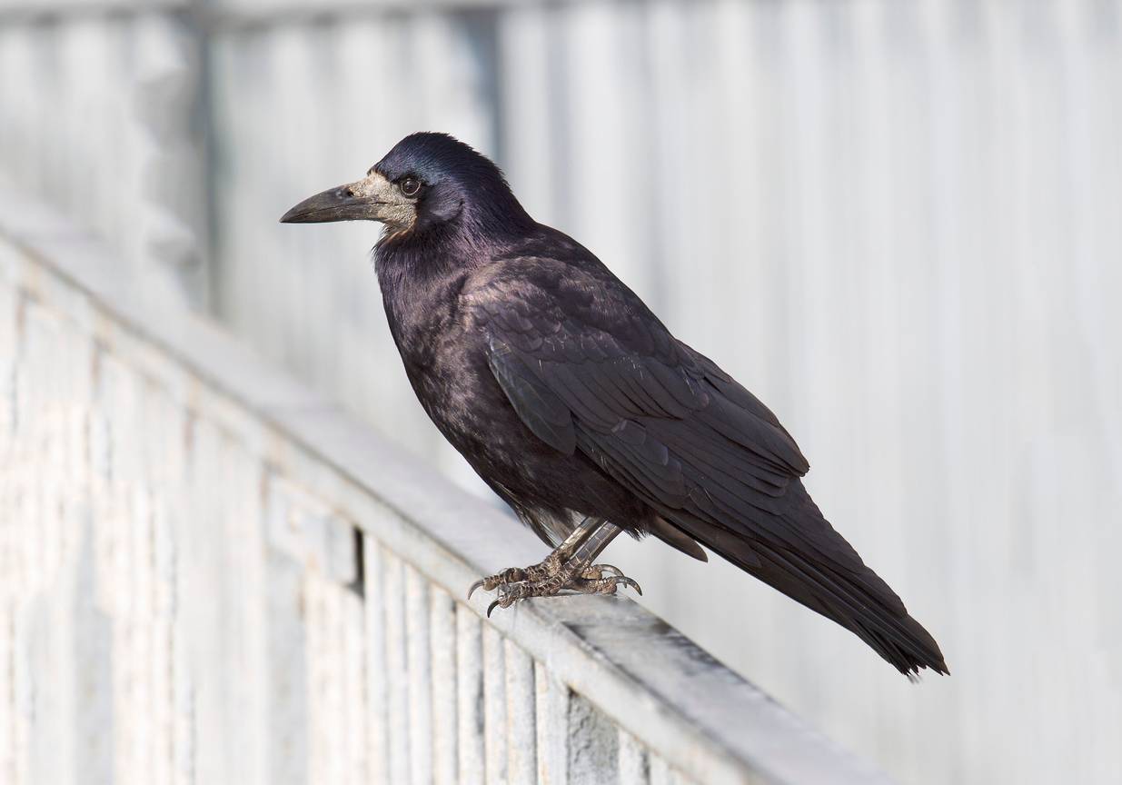 De Roek (Corvus frugilegus)