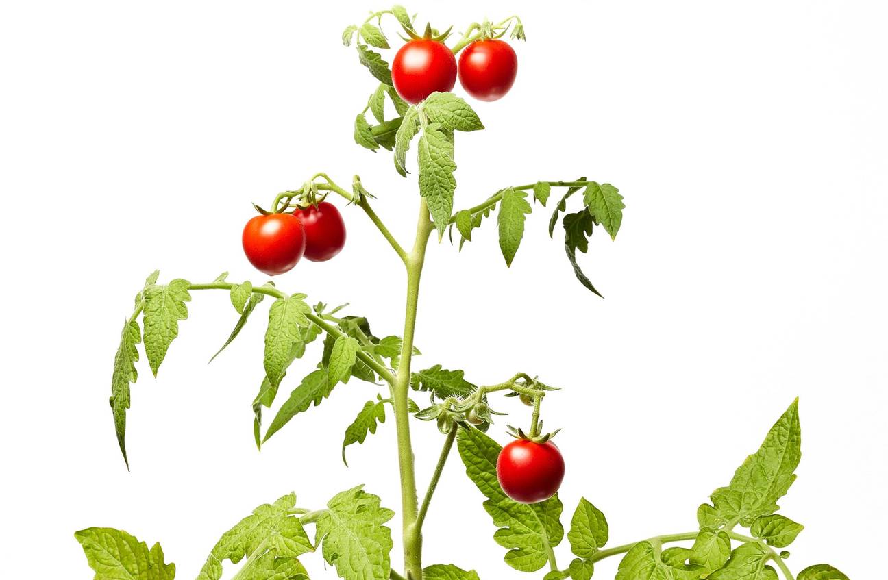 Tomatenplant