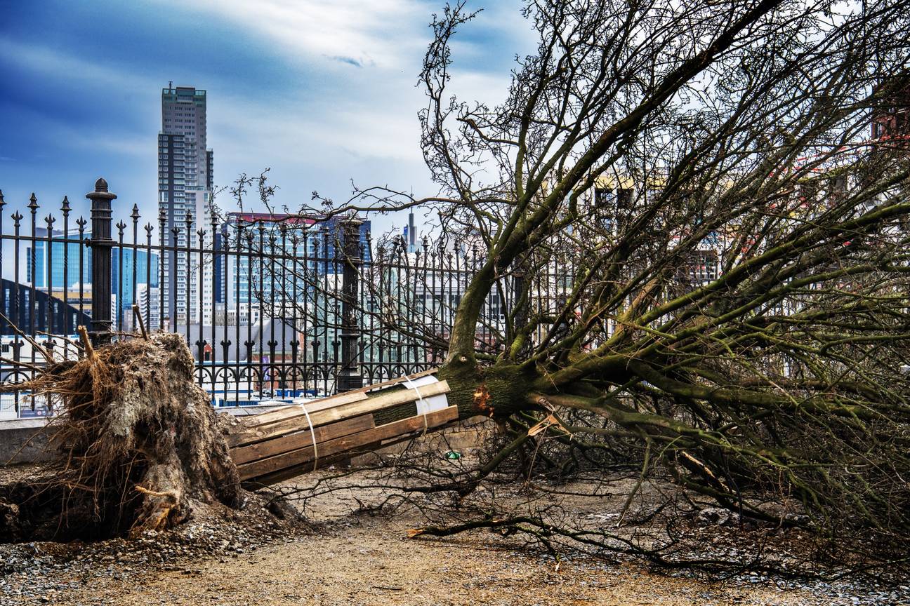 Zondag 17 maart 2024: omgehakte bomen op de Lakenveldsquare in Sint-jans-Molenbeek.