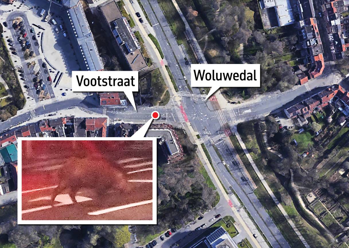 In de Vootstraat in Sint-Lambrechts-Woluwe, werd een everzwijn gesignaleerd