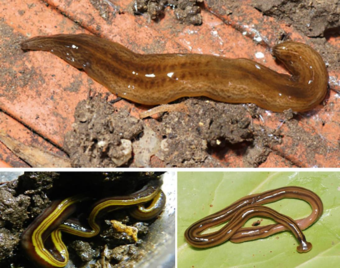 De uitheemse platworm komt nu ook in Brussel voor: Obama Nungara, Caenoplana variegata, Bipalium Kewense