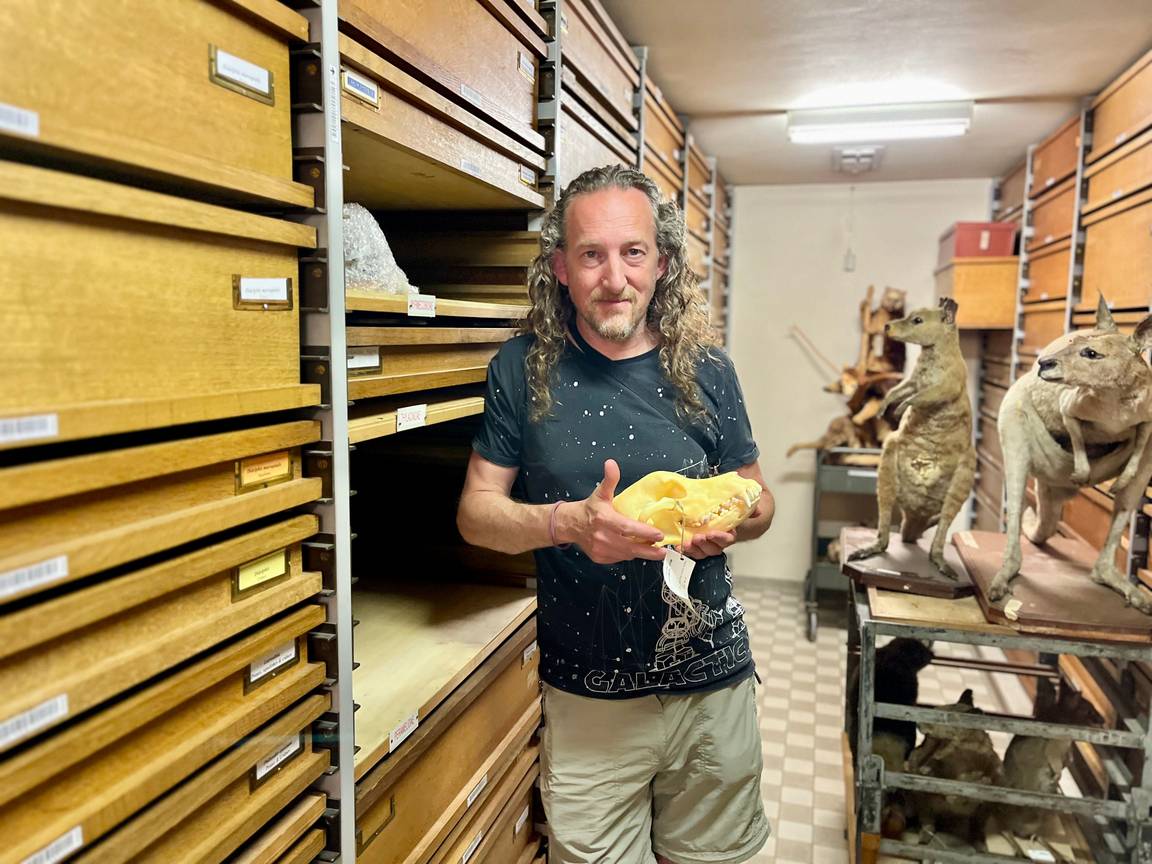 Als wetenschappelijk technicus prepareert Jeroen Venderickx dieren, zodat ze daarna veilig bewaard kunnen worden in de collectie of archieven. 