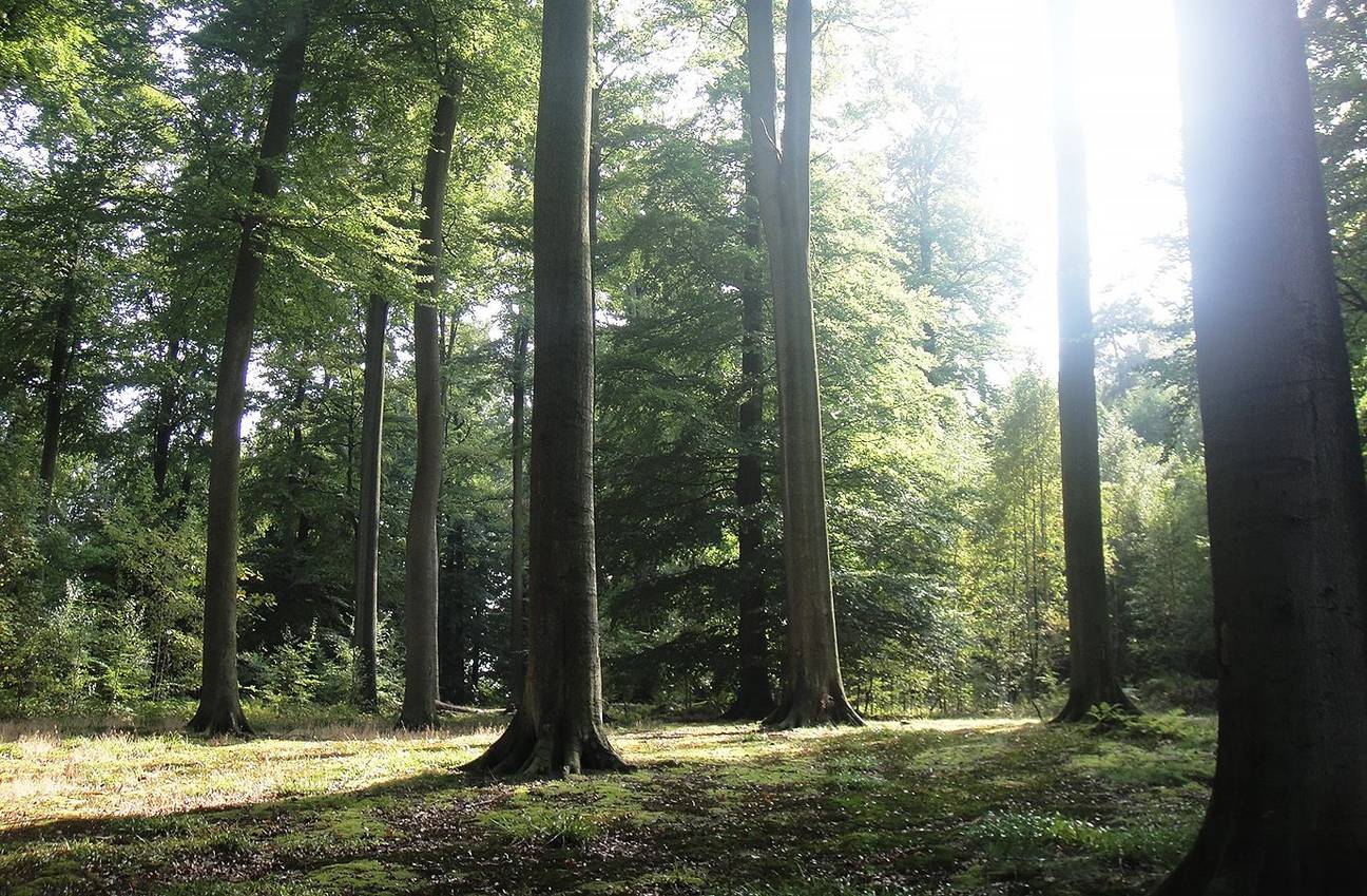 Zoniënwoud Fôret de Soignes UNESCO Werelderfgoed zonlicht bomen natuur