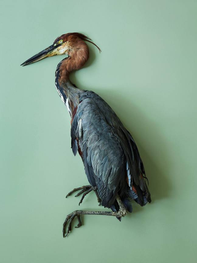 1600Thomas Struth Goliathreiher (Ardea goliath), Leibniz IZW, Berlin 2017