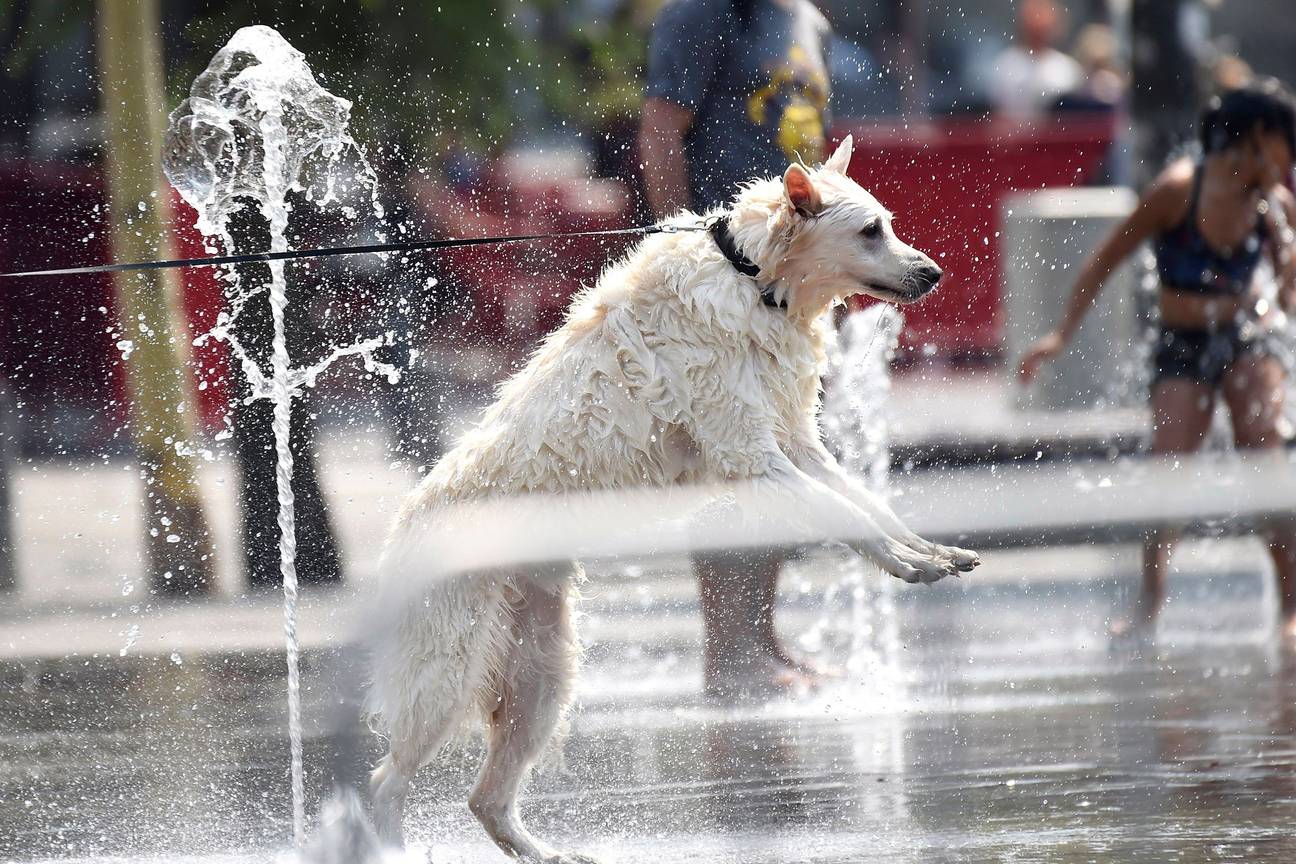Hittegolf in Brussel droogte spelende hond dierenwelzijn Flageyplein waterfontein dorst hitte warm tropische temperaturen
