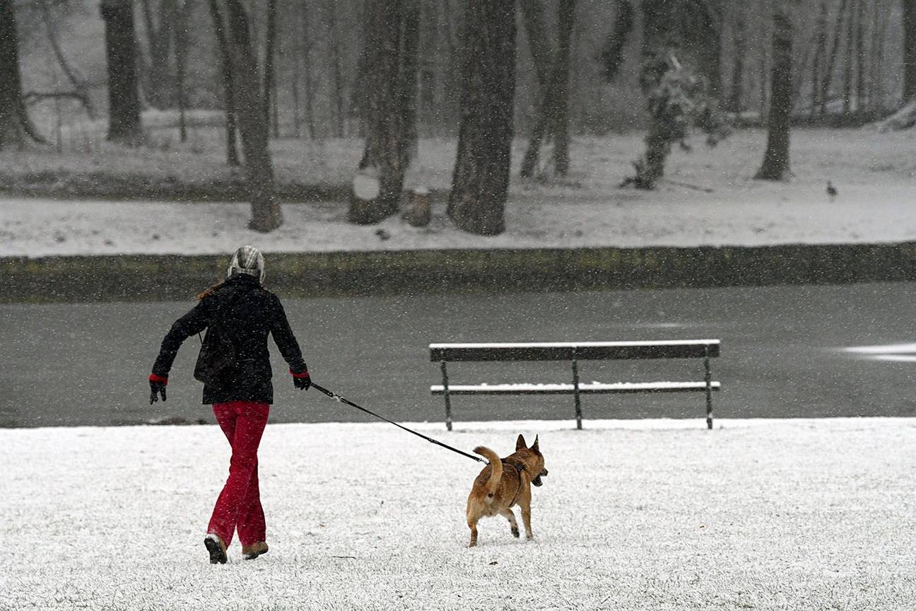 Sneeuw in Brusssel in de winter: wandelen met de hond