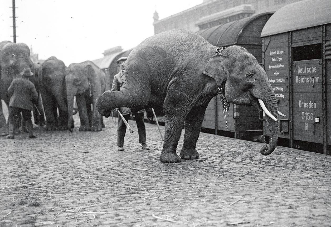 Aankomst dieren Koninklijk Circus in station van Schaarbeek in 1929