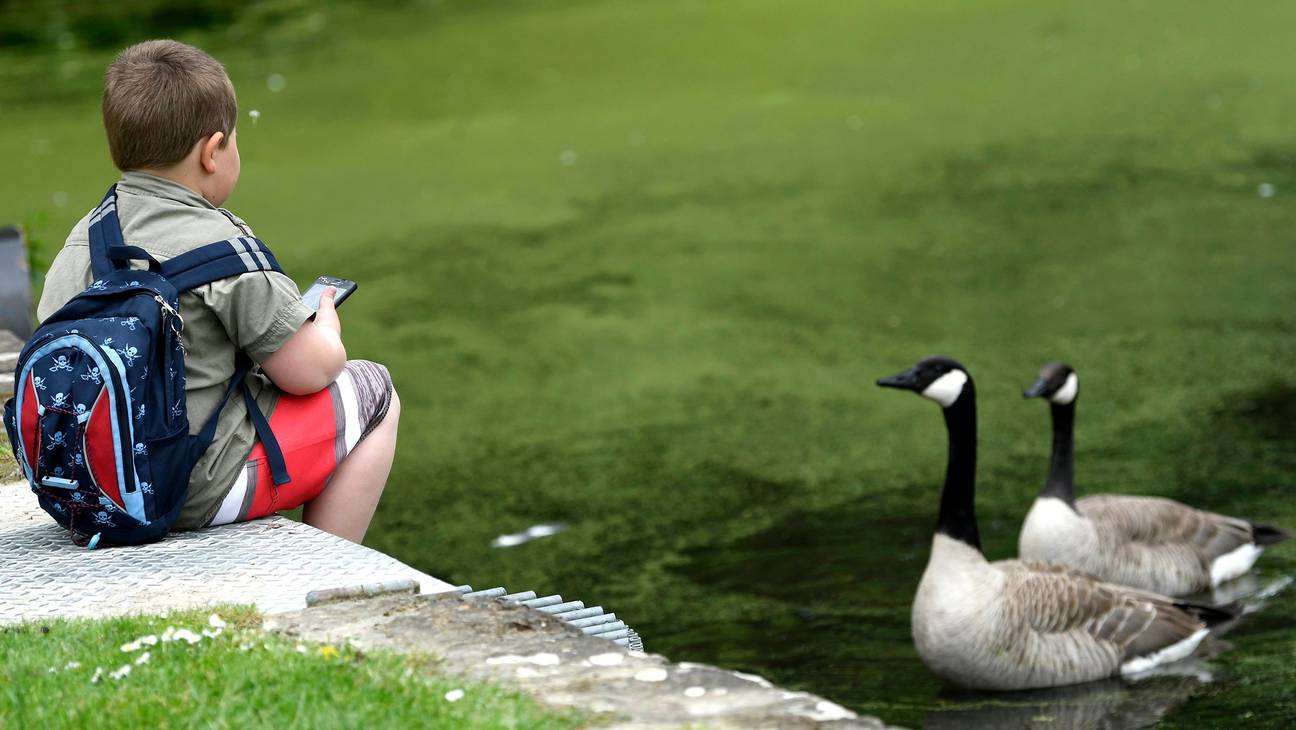 Een kind met rugzakje bij ganzen aan de vijvers in Ter Kamerenbos