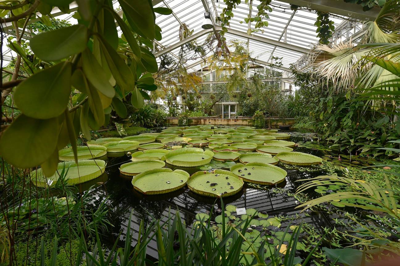 Lelies in de plantentuin van Meise
