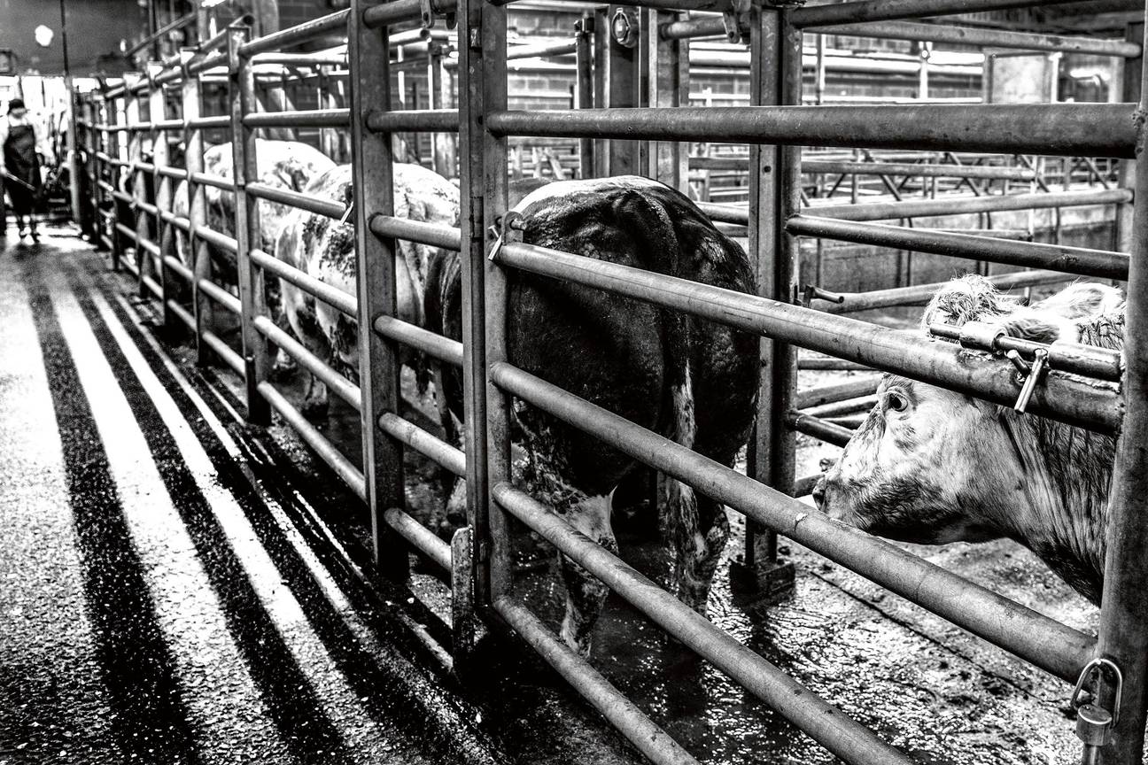 Abattoir, slachthuizen van Anderlecht