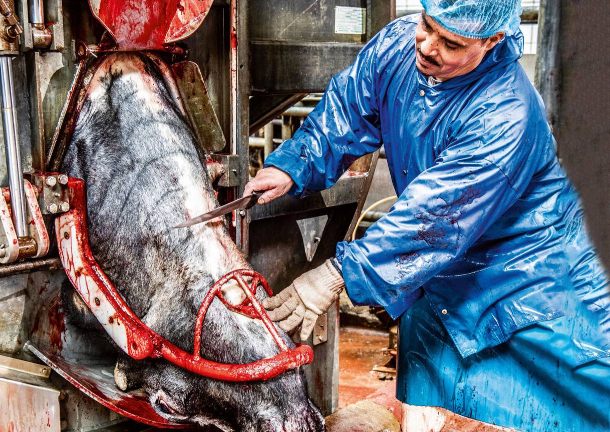 Bij rituele slachting moet de kop van het rund naar Mekka gericht zijn
