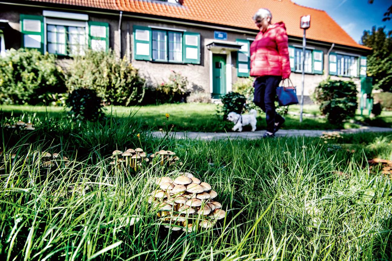 Le Logis Floréal, tuinwijk in Watermaal-Bosvoorde