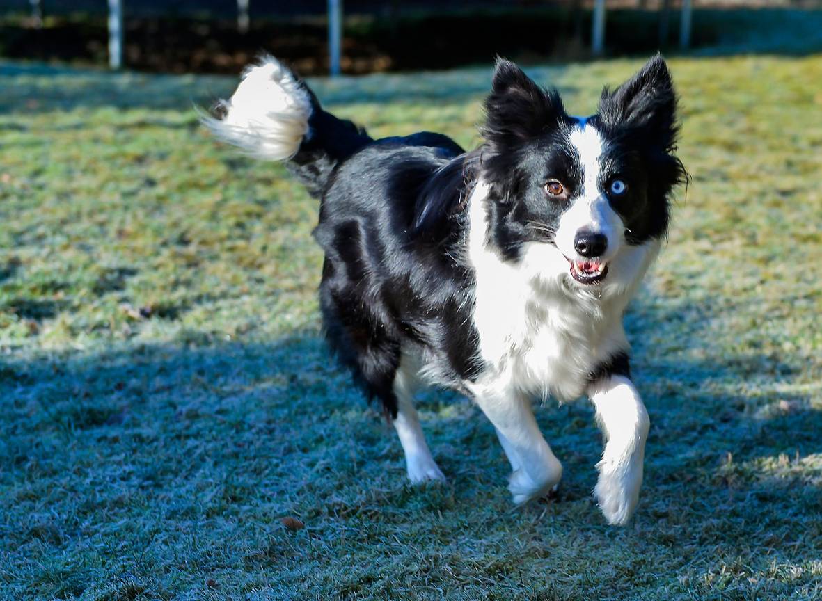 De hond als huisdier