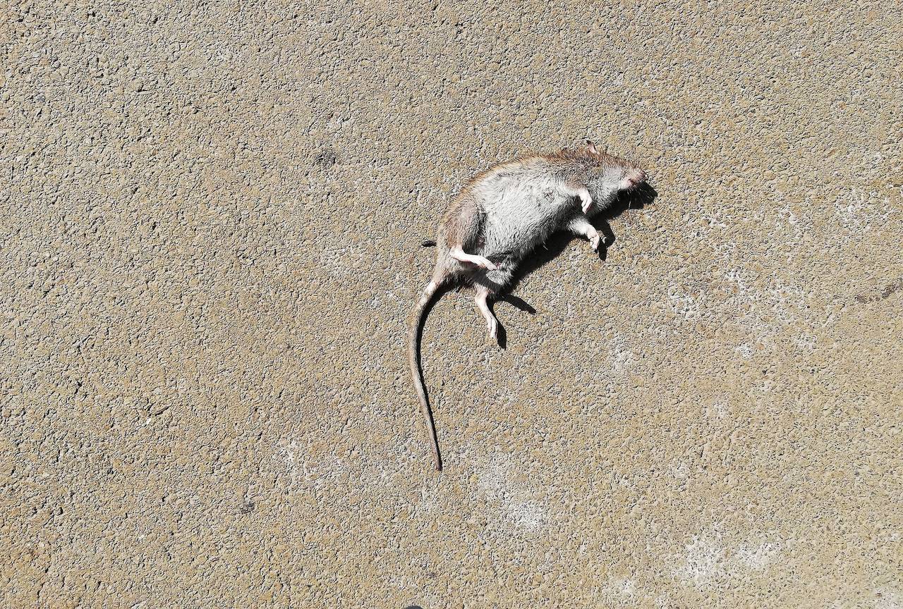 Een dode rat op het fietspad langs het kanaal