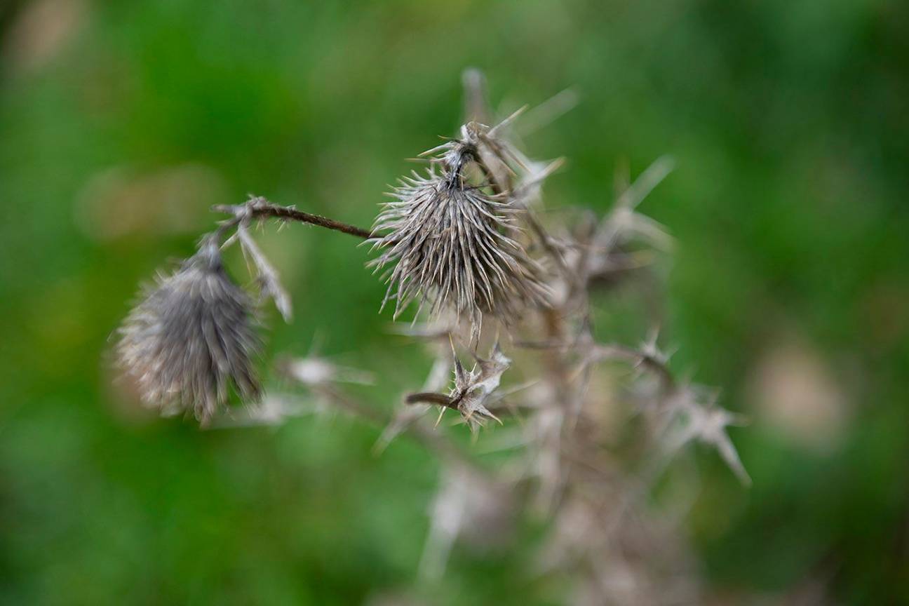 Biodiversiteit en natuurobservatie op de Josaphatsite 14