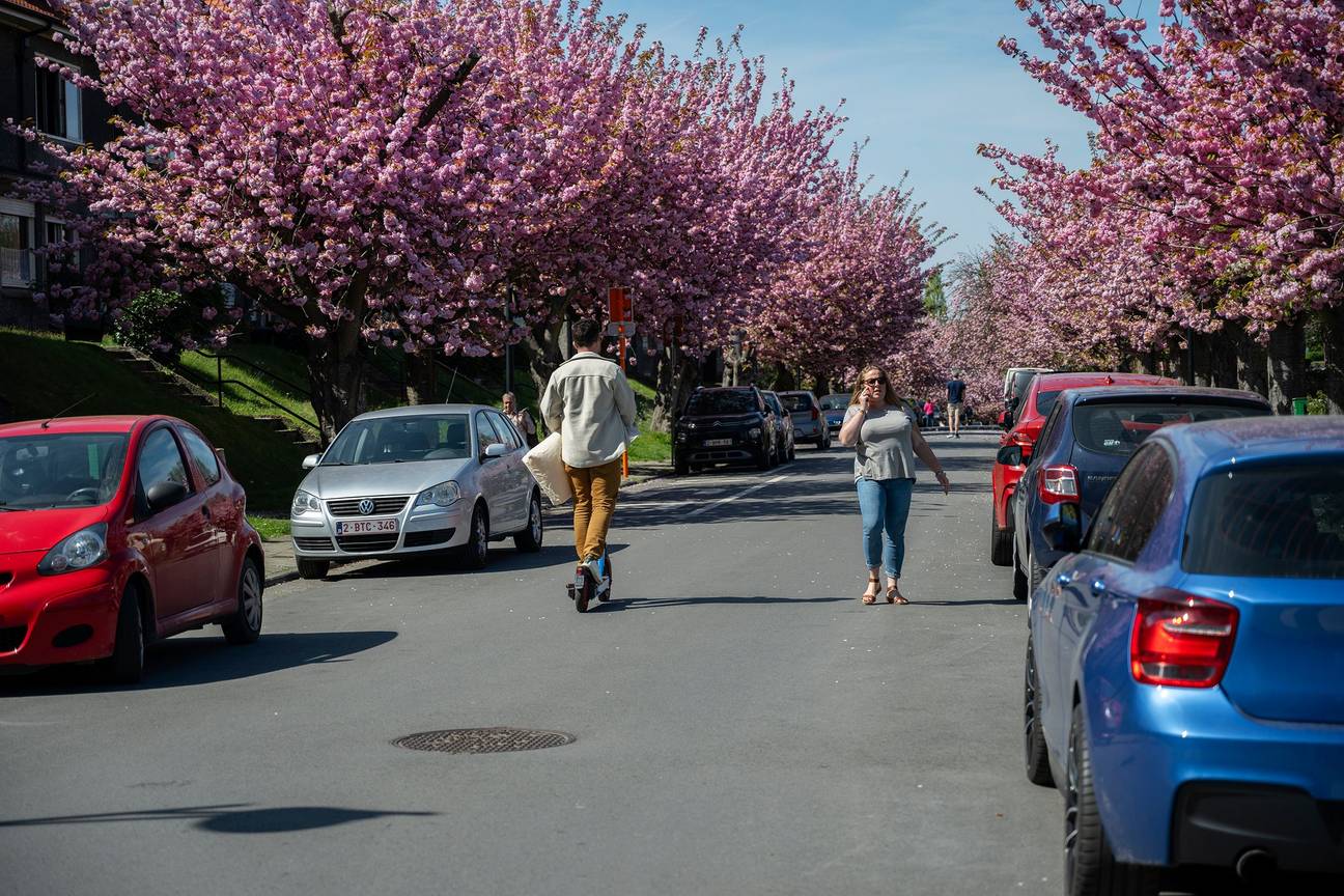 Tuinwijken Le Logis/Floréal in Watermaal-Bosvoorde met de in de lente bloeiende Japanse kerselaars