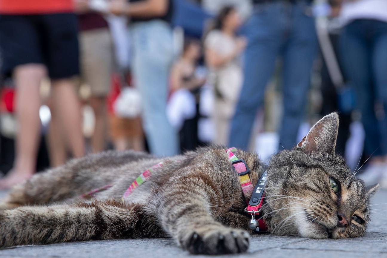 4 september 2022: een kat tijdens de manifestatie Rise For Climate in Brussel