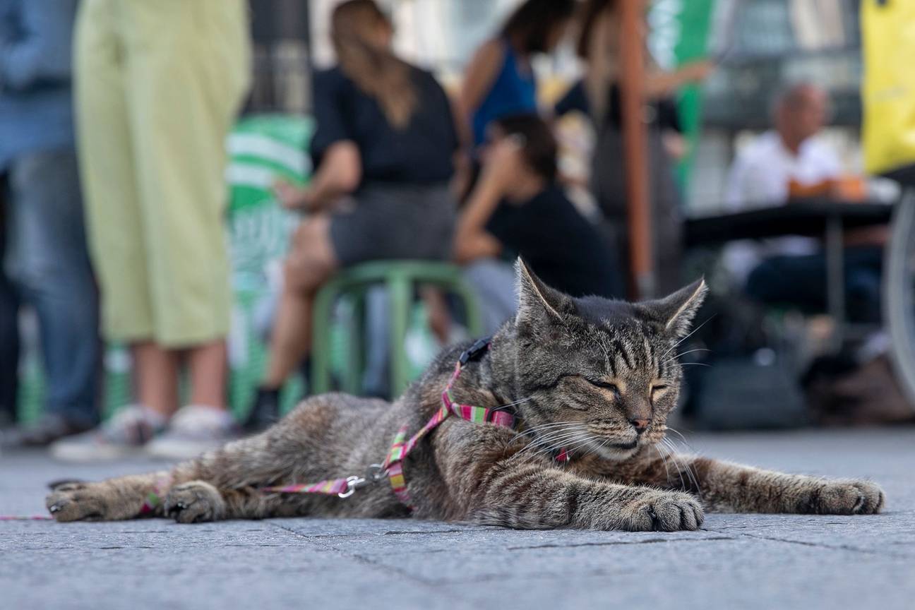 4 september 2022: een kat tijdens de manifestatie Rise For Climate in Brussel