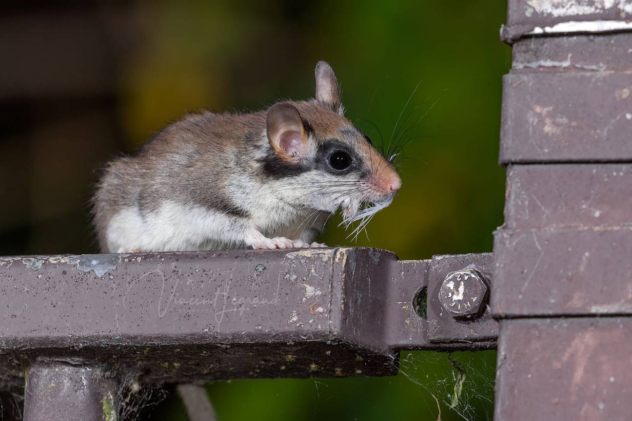 Eikelmuis (Eliomys quercinus)