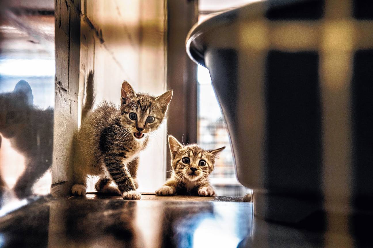 Kittens in dierenasiel Veeweyde in Anderlecht.