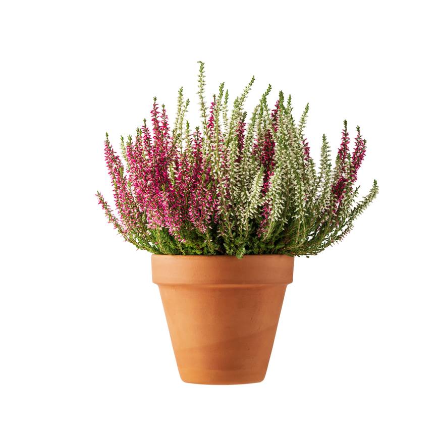 BRZ 20241030 1909 BOTANISCH calluna