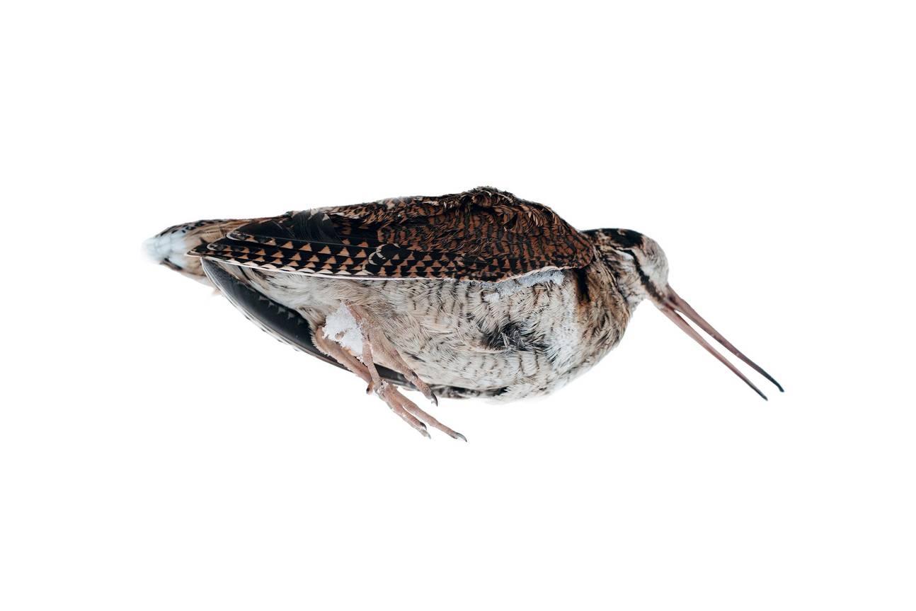 BRZ 20250827 1945 BEESTIG Dode houtsnip